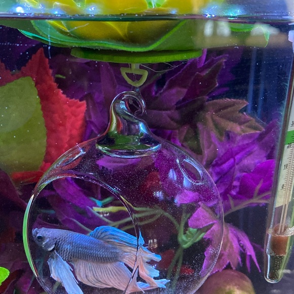 Betta fish feeding globe for frozen foods - Picture 6 of 12